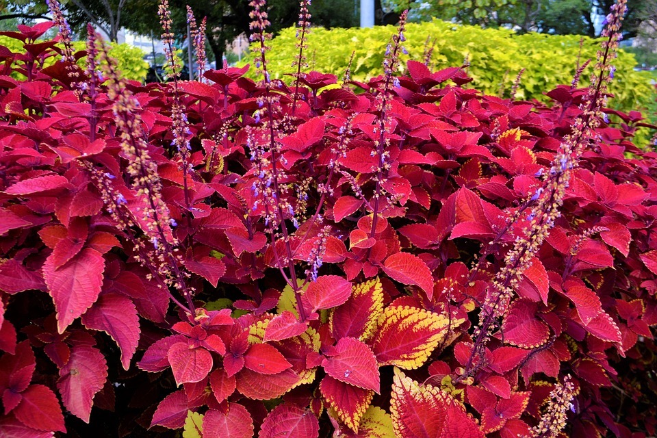 Why is My Coleus Losing its Color?